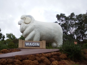 The Big Ram, Wagin, inland away from the storm