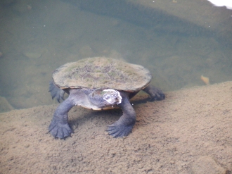 Turtle, Eungella NP