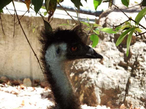 Emu at Rocky Zoo