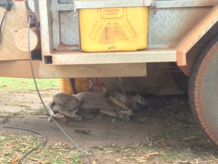 A stray dog found a cool spot under our camper trailer